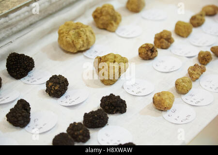 Truffes noires et blanches en vente au cours de la truffe blanche d'Alba juste en novembre à Alba, Italie Banque D'Images