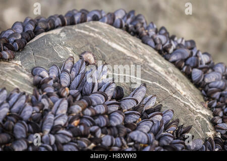 Un lit de moules communes. Mytilus edulis. Banque D'Images