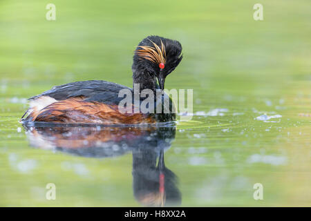 Schwarzhalstaucher, Podiceps nigricollis Grèbe à cou noir, Banque D'Images