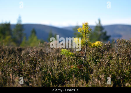 La régénération des forêts de pins calédoniens sur Ballogie estate Aberdeenshire Ecosse Banque D'Images