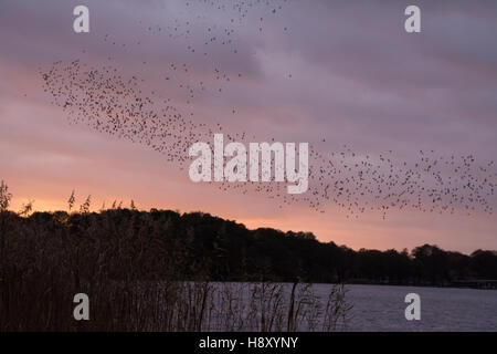 Etourneau sansonnet (Sturnus vulgaris) troupeau ou murmuration au coucher du soleil sur le lac à Surrey, Royaume-Uni. Banque D'Images