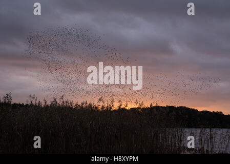 Etourneau sansonnet (Sturnus vulgaris) troupeau ou murmuration au coucher du soleil sur le lac à Surrey, Royaume-Uni. Banque D'Images