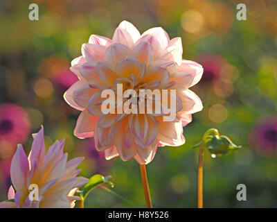 Rose fleur dahlia décoratif rétroéclairé avec reservoir & belle arrière-plan complémentaire diffuse avec une palette de couleurs Banque D'Images