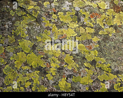 Carte jaune lichen Rhizocarpon geographicum entrecoupées de lichens orange crustacées inégale créer des motifs intéressants on rock Banque D'Images