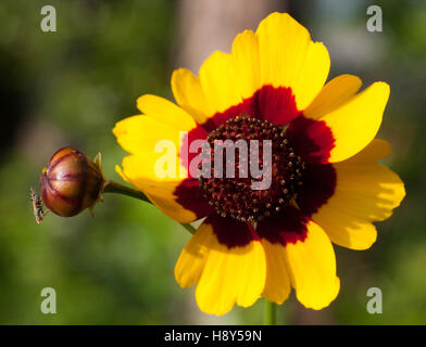 Très jeune mouche qui est suspendu par une ampoule de fleurs Banque D'Images