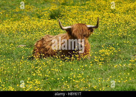 Vache Highland assis dans un champ de renoncules Banque D'Images