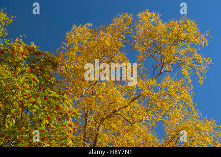 Les feuilles d'automne sur fond de ciel bleu - couleur Silver Birch et Rowan Tree. Torridon, Wester Ross, Scotland Banque D'Images