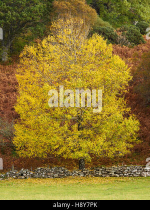 Silver Birch Tree à l'automne à côté de mur de pierres sèches, près de Gairloch, Wester Ross, Scotland Highland Banque D'Images