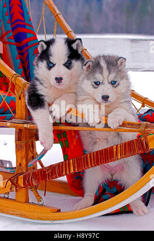 Deux mignon chiots Husky de Sibérie, six semaines en traîneau, regardant Banque D'Images