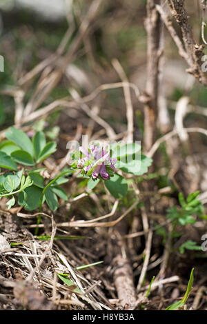 Corydalis Corydalis bulbosa bulbeuse de la vallée de la Restonica près de Corte Corse France Banque D'Images