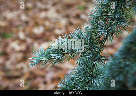 Les brindilles et les feuilles de bleu cèdre de l'atlas Cedrus atlantica glauca var Rhinefield Arboretum Parc national New Forest Hampshire Angleterre Banque D'Images