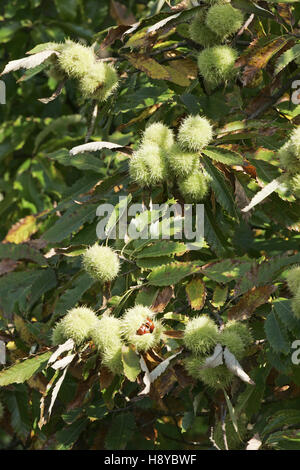 Sweet chestnut Castanea sativa Backley Enceinte Parc national New Forest Hampshire Angleterre Banque D'Images