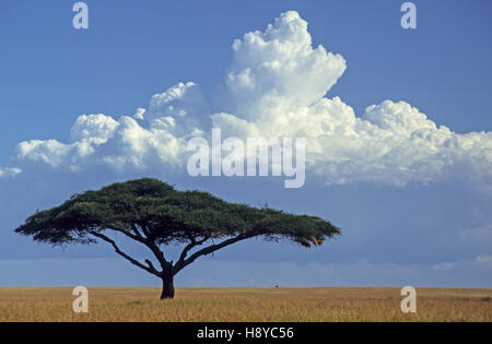 Seul et Même thorn Acacia tortilis (Vachellia) sur les prairies du parc national de Serengeti, Tanzanie Banque D'Images