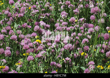 Le trèfle rouge Trifolium pratense dans wild flower meadow Banque D'Images