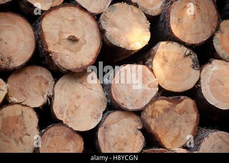 Tas de troncs d'arbres empilés pour être utilisé dans l'industrie weeo. Banque D'Images