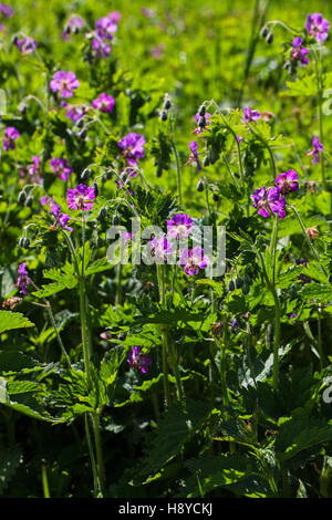 Géranium sanguin Geranium phaeum sombre près du col de Vassieux Parc Naturel Régional du Vercors France Banque D'Images