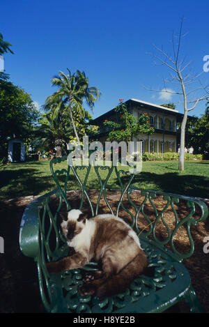 Un chat endormi à la maison et musée Ernest Hemingway. Key West. Floride. ÉTATS-UNIS Banque D'Images