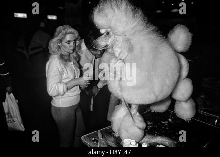 Caniche Royal chien d'exposition. Crufts dog show. Earls Court. Londres. Circa 1989 Banque D'Images