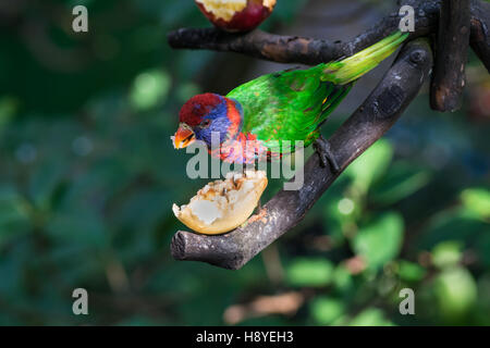 Lory noire (lorius lory) manger des fruits à une mangeoire en volière Edward Youde à Hong Kong Banque D'Images