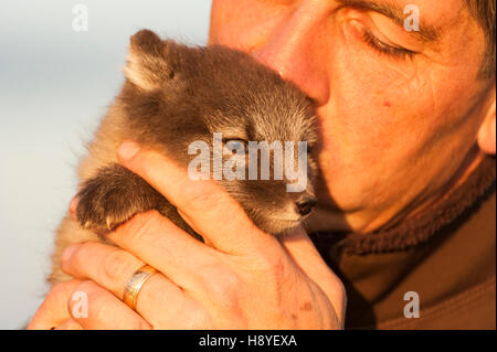 Un homme tenant un renard arctique (Vulpes lagopus) pup Banque D'Images