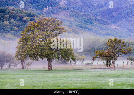 Arbre et brume en automne Plan d'Aups Var France 83 Banque D'Images