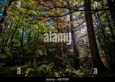 FORET DOMANIAL DE LA SAINTE BAUME Var France 83 Banque D'Images