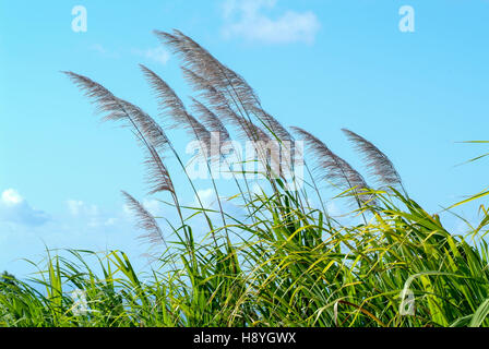 Fleurs de canne à sucre dans le vent à la Réunion, France Banque D'Images