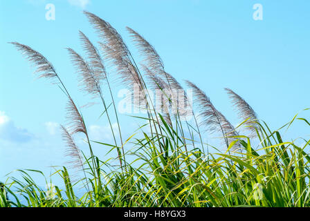 Fleurs de canne à sucre dans le vent à la Réunion, France Banque D'Images