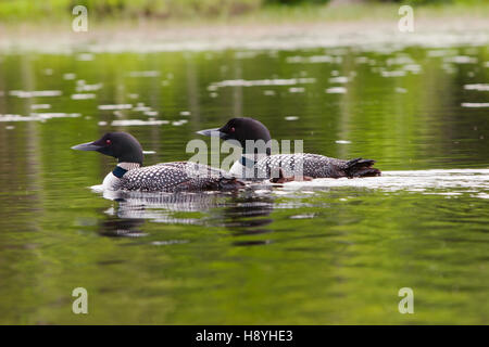 Les plongeons avec bébé sur Waukeena Lake, Danbury, NH USA Banque D'Images