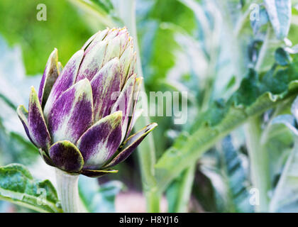 De plus en plus d'artichauts violets biologique unique dans un jardin familial alloué, le contexte a un soft focus pour l'utilisation de copy space Banque D'Images