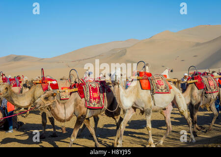Groupe de chameaux pour monter dans les dunes de sable au désert de Gobi, en Chine Banque D'Images