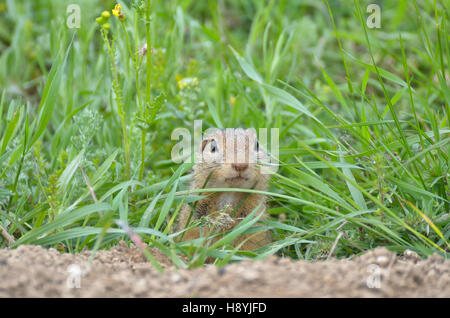 Européenne mignon (Spermophilus citellus, Ziesel, gopher) à se cacher dans l'herbe Banque D'Images