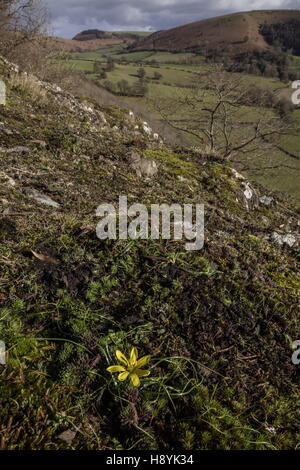 Lily Radnor, Gagea bohemica, sur/de gabbro à dolérite Stanner Rocks National Nature Reserve, Powys Banque D'Images