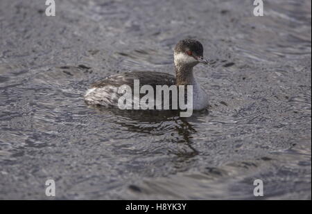 Palettes / Grebe Grèbe esclavon, en plumage de transition de l'hiver à l'été. La sous-espèce européenne Banque D'Images