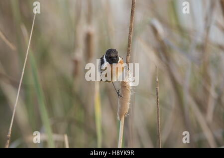 Common stonechat mâle Saxicola torquatus, au début du printemps. Banque D'Images