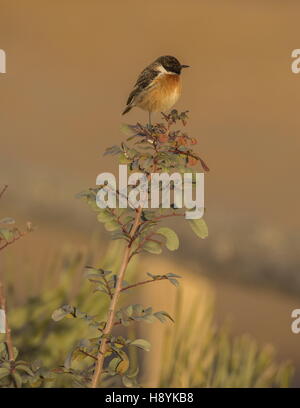 Common stonechat mâle Saxicola torquatus, au début du printemps, le sud-ouest de l'Espagne. Banque D'Images