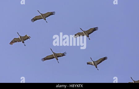 Troupeau de grues cendrées, Grus grus, en vol au début de la migration de printemps vers le nord. SW l'Espagne. Banque D'Images