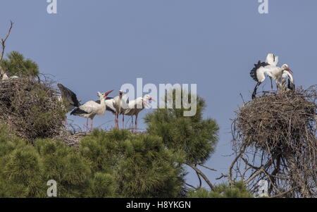 Colonie de cigognes blanches, Ciconia ciconia, dans de vieux pins, de l'Estrémadure, au sud-ouest de l'Espagne Banque D'Images