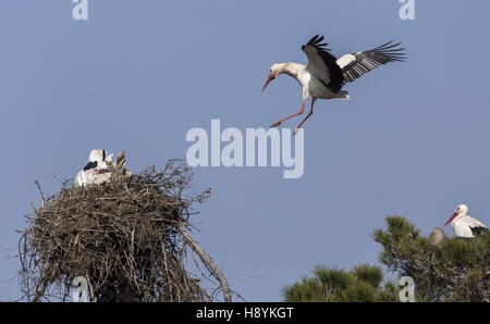 Cigogne blanche Ciconia ciconia, en vol, l'atterrissage à nicher dans la plate-forme pin ; au printemps, l'Espagne. Banque D'Images