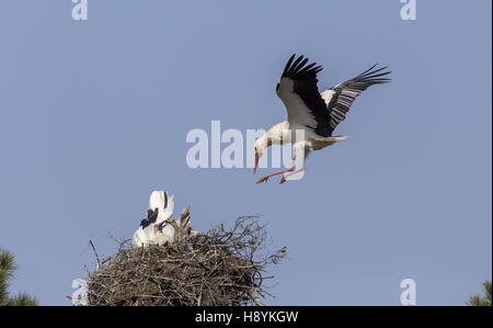 Cigogne blanche Ciconia ciconia, en vol, l'atterrissage à nicher dans la plate-forme pin ; au printemps, l'Espagne. Banque D'Images