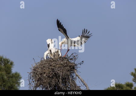 Cigogne blanche Ciconia ciconia, en vol, l'atterrissage à nicher dans la plate-forme pin ; au printemps, l'Espagne. Banque D'Images