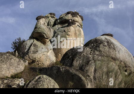 La Cigogne blanche niche sur les rochers de granit à los Barruecos Monument naturel, l'Estrémadure, à l'ouest de l'Espagne. Banque D'Images