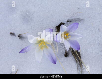 La Sierra Nevada, le Crocus Crocus nevadensis, à venir à travers la neige au début du printemps, de l'Espagne. Banque D'Images