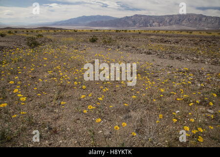Désert désert ou de tournesol, l'or Geraea canescens, en fleurs en masse dans la vallée de la mort, mars 2016. La Californie. Banque D'Images