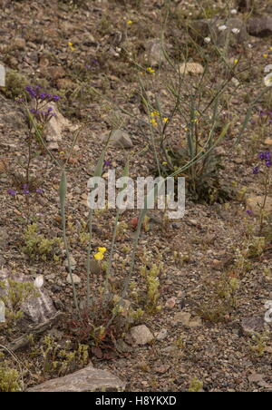 Eriogonum inflatum, trompette du désert, montrant les tiges gonflées. La vallée de la mort. Banque D'Images