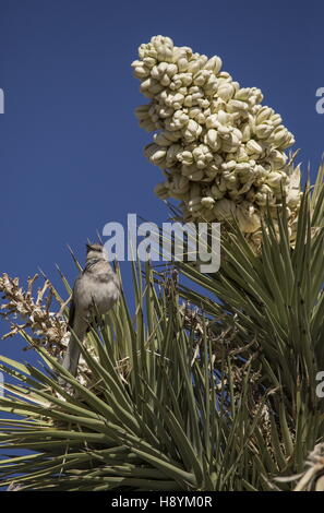 Moqueur polyglotte Mimus polyglottos, sur Joshua Tree in Flower, désert de Mojave, en Californie. Banque D'Images