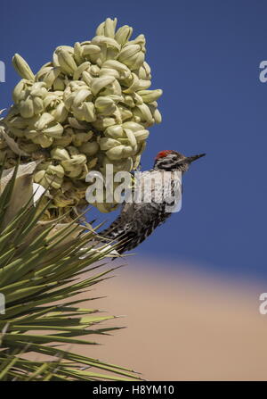 Pic à échelle, Picoides scalaris, se nourrissant de Joshua Tree in Flower, désert de Mojave, en Californie. Banque D'Images