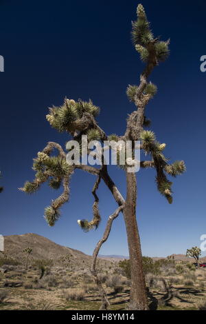 Joshua Tree, Yucca brevifolia en fleur, le parc national Joshua Tree, désert de Mojave, en Californie. Banque D'Images