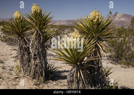 Yucca Mojave ou Espagnol poignard, Yucca schidigera, en fleurs, Joshua Tree National Park en Californie. Banque D'Images
