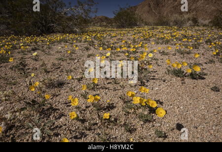 Feuille de pavot de la paroisse, Eschscholzia parishii, en fleurs au début du printemps, le parc national Joshua Tree, en Californie. Banque D'Images